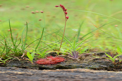 Drosera burmanni